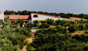 grapes to taste just over your head